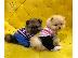 PoulaTo: Δύο Awesome T-Cup Pomeranian Puppies